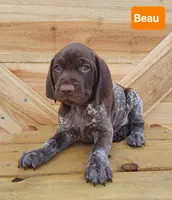 Beau, a male German Shorthaired Pointer for sale in Elberta, AL – Photo 5 of 5