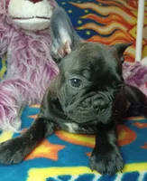 Pepper, a female Frenchton for sale in Elberta, AL – 7 of 10
