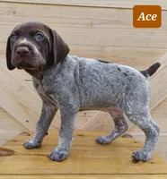 Ace, a male German Shorthaired Pointer for sale in Elberta, AL – Photo 6 of 7