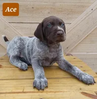 Ace, a male German Shorthaired Pointer for sale in Elberta, AL – Photo 5 of 7