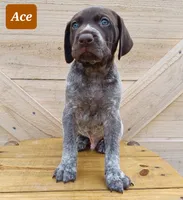 Ace, a male German Shorthaired Pointer for sale in Elberta, AL – Photo 7 of 7