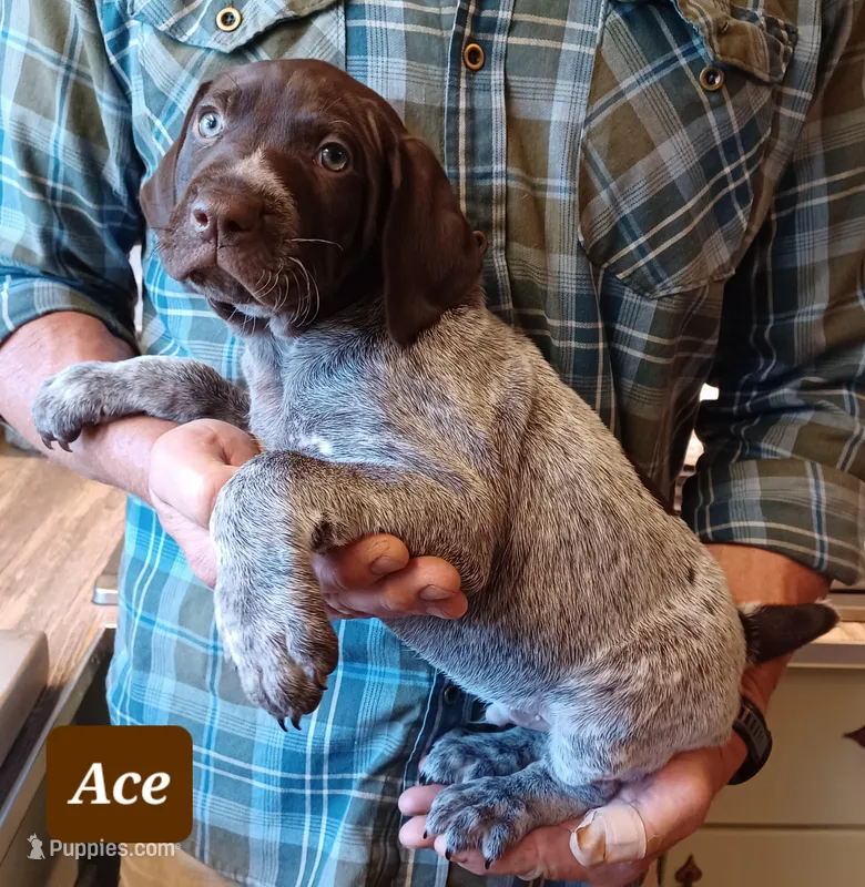 Ace – German Shorthaired Pointer puppy for sale in Elberta, AL