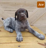 Ace, a male German Shorthaired Pointer for sale in Elberta, AL – Photo 3 of 7