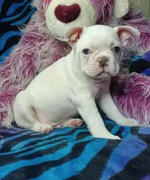 Lex, a male Frenchton for sale in Elberta, AL – 7 of 10