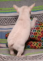 DOLLY, a female Frenchton for sale in Elberta, AL – Photo 9 of 9