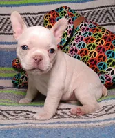 DOLLY, a female Frenchton for sale in Elberta, AL – Photo 1 of 9