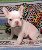DOLLY, a female Frenchton for sale in Elberta, AL – Photo 2 of 9