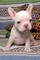 DOLLY, a female Frenchton for sale in Elberta, AL – Photo 3 of 9