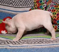 DOLLY, a female Frenchton for sale in Elberta, AL – Photo 7 of 9