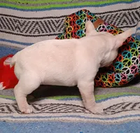 DOLLY, a female Frenchton for sale in Elberta, AL – Photo 8 of 9