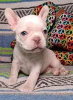 DOLLY, a female Frenchton for sale in Elberta, AL – Photo 6 of 9