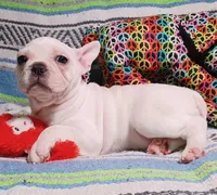 Pearl, a female Frenchton for sale in Elberta, AL – Photo 2 of 6