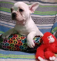 Pearl, a female Frenchton for sale in Elberta, AL – Photo 3 of 6