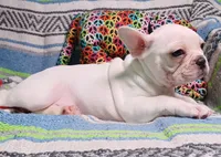 Pearl, a female Frenchton for sale in Elberta, AL – Photo 4 of 6