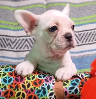 Pearl, a female Frenchton for sale in Elberta, AL – Photo 1 of 6