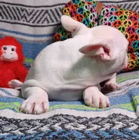 Pearl, a female Frenchton for sale in Elberta, AL – Photo 6 of 6