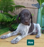 Ace, a male German Shorthaired Pointer for sale in Elberta, AL – 5 of 8