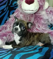 Bodie, a male Frenchton for sale in Elberta, AL – 8 of 8