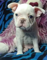 Lex, a male Frenchton for sale in Elberta, AL – 5 of 10