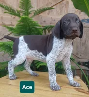 Ace, a male German Shorthaired Pointer for sale in Elberta, AL – 4 of 8