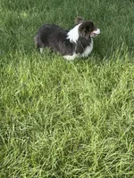 Barron, a male Pembroke Welsh Corgi for sale in Ocilla, GA – 3 of 6
