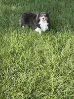 Barron, a male Pembroke Welsh Corgi for sale in Ocilla, GA – 4 of 6