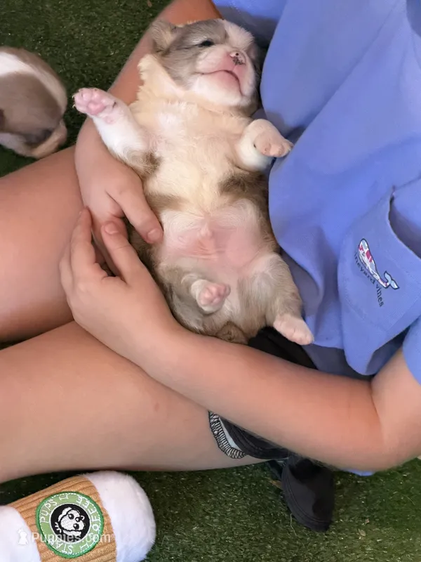 Maddox  – Cardigan Welsh Corgi puppy for sale in Ocilla, GA
