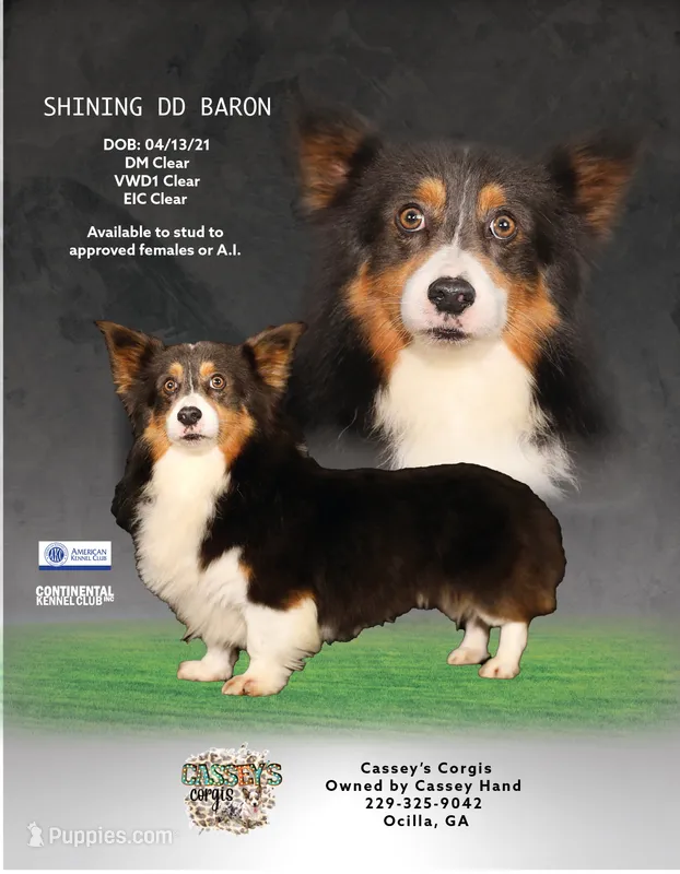 Barron – Pembroke Welsh Corgi puppy for sale in Ocilla, GA