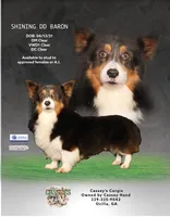 Barron, a male Pembroke Welsh Corgi for sale in Ocilla, GA – 1 of 6