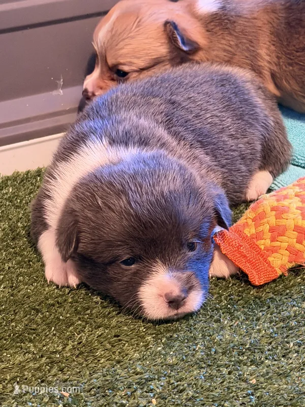 Buddy – Cardigan Welsh Corgi puppy for sale in Ocilla, GA