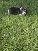 Barron, a male Pembroke Welsh Corgi for sale in Ocilla, GA – 6 of 6