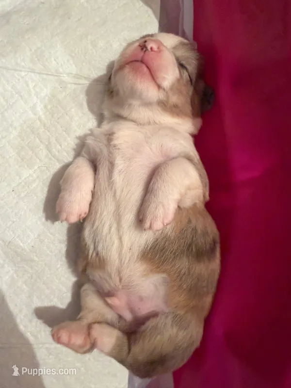 Maddox  – Cardigan Welsh Corgi puppy for sale in Ocilla, GA