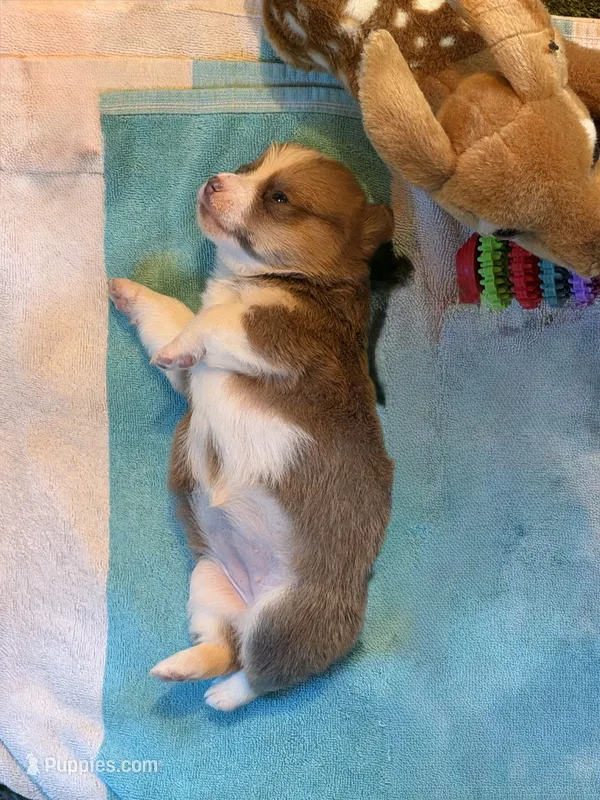 Chloe  – Cardigan Welsh Corgi puppy for sale in Ocilla, GA
