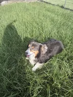 Barron, a male Pembroke Welsh Corgi for sale in Ocilla, GA – 5 of 6