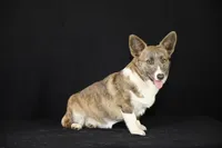 Buddy, a male Cardigan Welsh Corgi for sale in Ocilla, GA – Photo 7 of 7