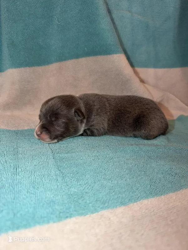 Buddy – Cardigan Welsh Corgi puppy for sale in Ocilla, GA