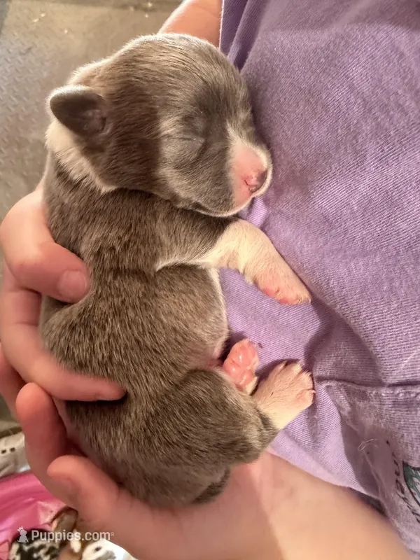 Dolly  – Cardigan Welsh Corgi puppy for sale in Ocilla, GA