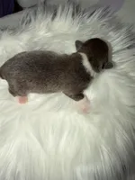Dolly , a female Cardigan Welsh Corgi for sale in Ocilla, GA – Photo 3 of 7