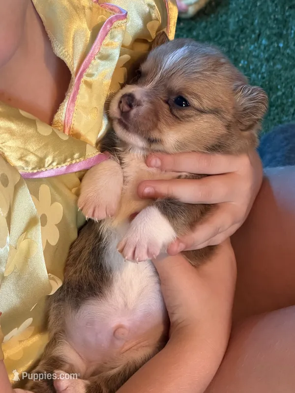 Clay – Cardigan Welsh Corgi puppy for sale in Ocilla, GA