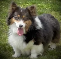 Barron, a male Pembroke Welsh Corgi for sale in Ocilla, GA – 2 of 6