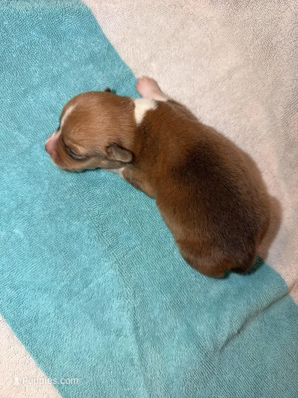 Clay – Cardigan Welsh Corgi puppy for sale in Ocilla, GA