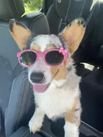 Clay, a male Cardigan Welsh Corgi for sale in Ocilla, GA – Photo 4 of 6