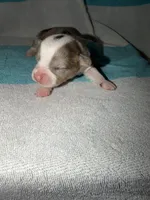 Maddox , a male Cardigan Welsh Corgi for sale in Ocilla, GA – Photo 2 of 7