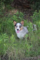 Maddox , a male Cardigan Welsh Corgi for sale in Ocilla, GA – Photo 5 of 7