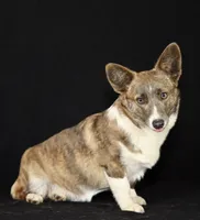 Chloe , a female Cardigan Welsh Corgi for sale in Ocilla, GA – Photo 6 of 7