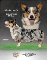 Chloe , a female Cardigan Welsh Corgi for sale in Ocilla, GA – Photo 5 of 7