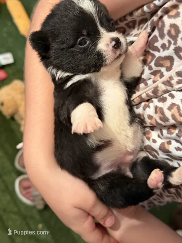 Toby – Cardigan Welsh Corgi puppy for sale in Ocilla, GA