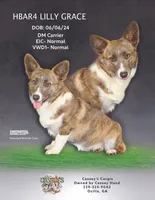 Toby, a male Cardigan Welsh Corgi for sale in Ocilla, GA – Photo 6 of 6