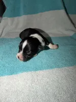 Toby, a male Cardigan Welsh Corgi for sale in Ocilla, GA – Photo 1 of 6