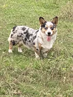 Toby, a male Cardigan Welsh Corgi for sale in Ocilla, GA – Photo 4 of 6